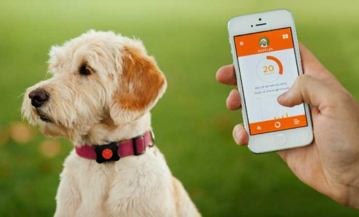 10 лучших приложений для собак на Android и iOS